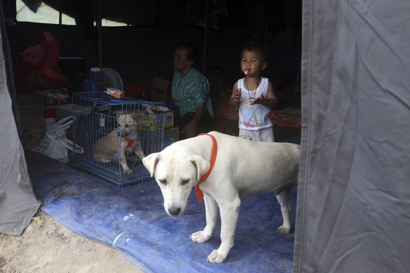 A family carry they dogs vet in their temporary shelter at an evacuee camp outside of the Mount Agung volcano in Klungkung, Bali, Indonesia, Saturday, Sept. 30, 2017. A week after authorities put Bali's volcano on high alert, tremors that indicate an eruption is coming show no sign of abating, swelling the exodus from the region to at least 140,000 people. (AP Photo/Firdia Lisnawati)