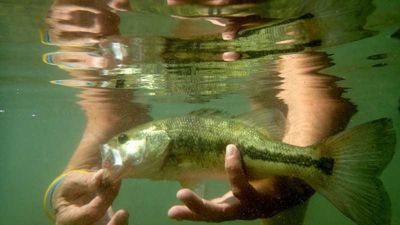 NWA Democrat-Gazette/FLIP PUTTHOFF Melissa Nichols releases a largemouth bass she caught Sept. 15 on Little Sugar Creek. "Free the fighter" is her motto when she floats and fishes the creek.