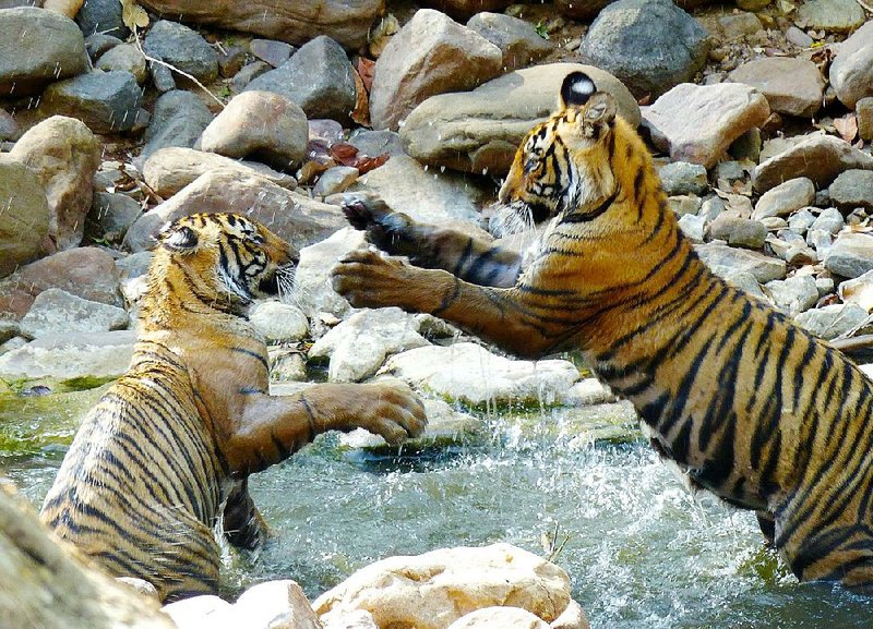 One-year-old tiger cubs roughhouse in a shallow stream in Ranthambore National Park in northern India. Sightings of tigers in India are rare and require luck and planning.