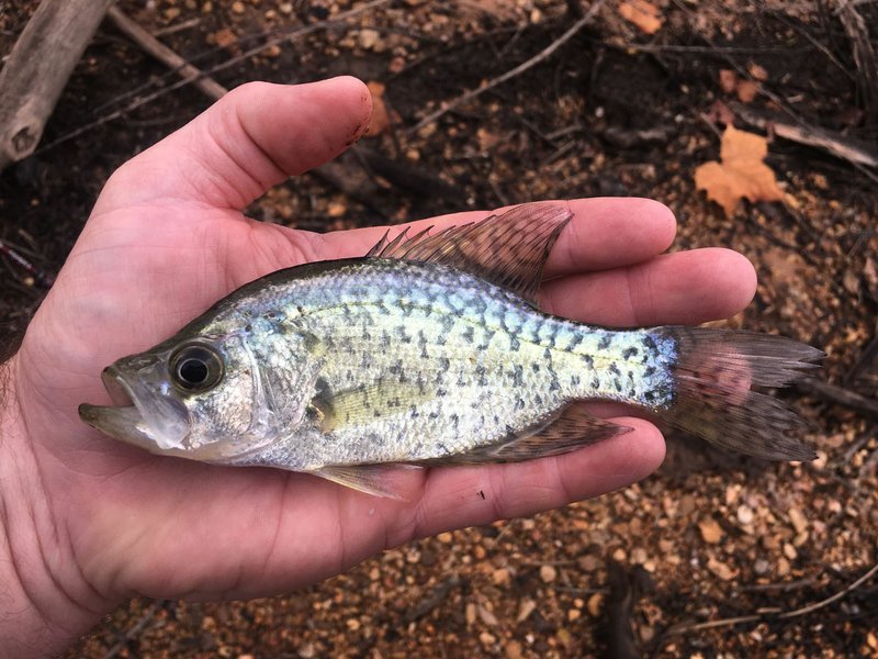 Jon Stein, fisheries biologist, shows one of 50,000 crappie released Oct. 2 into Beaver Lake from the Arkansas Game and Fish Commission nursery pond. The released crappie averaged 6 inches long.