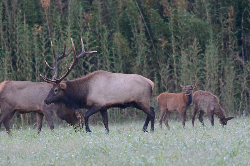 A bull elk grazes with a herd near the Buffalo National River at Ponca. October is a prime month to see elk grazing in meadows at sunrise and sunset along the river in the Ponca and Boxley areas.