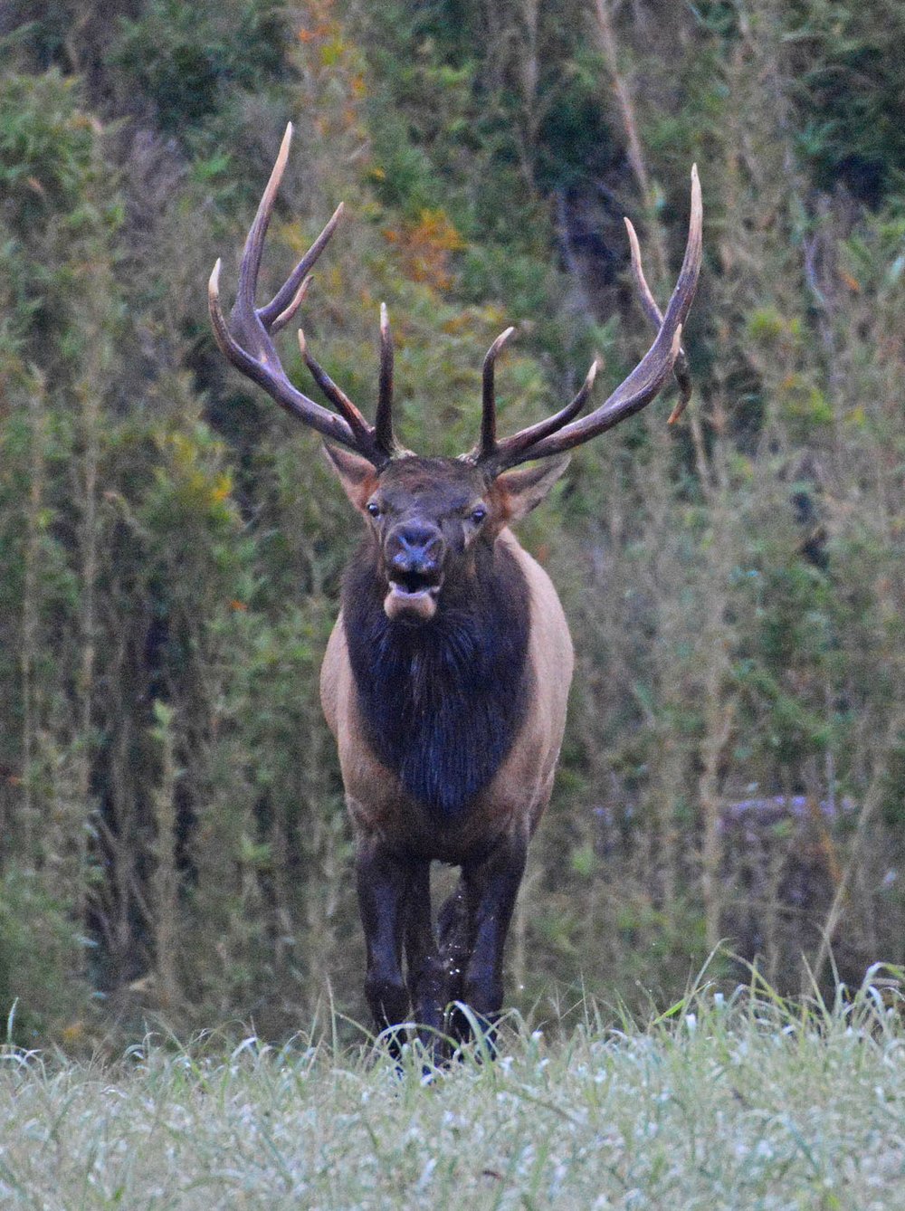 Elk bugle, battle at Buffalo River