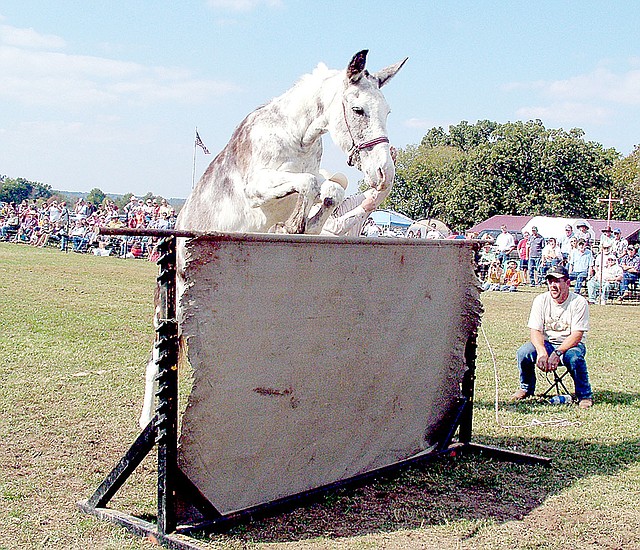 Annette Beard/Pea Ridge Times Maggie Who was encouraged over the jump by her owner, Kenny Vaught, during the 2008 Pea Ridge Mule Jump. Maggie tied for first place in 2008 by clearing 63 inches. A mule jumps from a standing position.