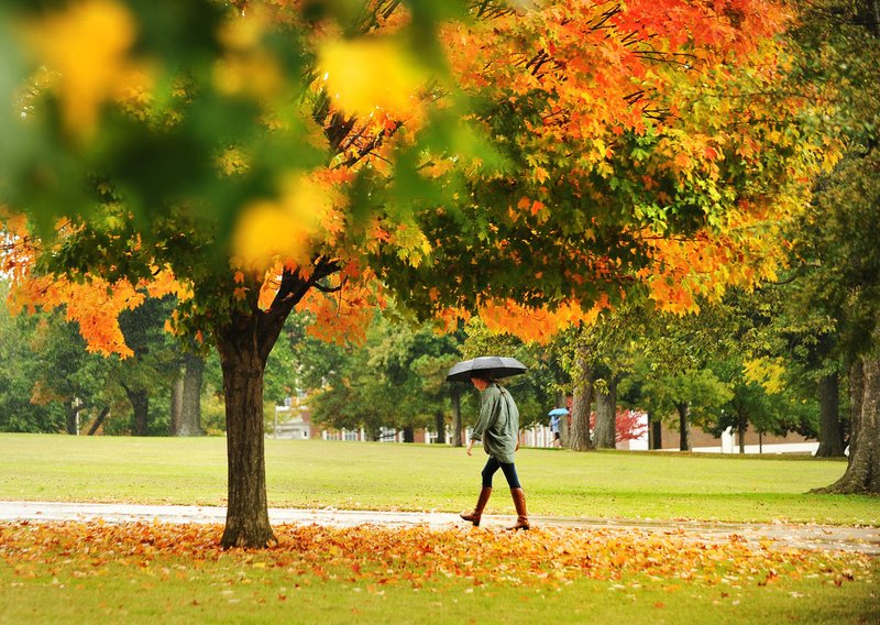 File photo A University of Arkansas student tries to stay dry during a morning rain shower in 2014 as she walks past the changing leaves in front of Old Main at the University of Arkansas. Warm, sunny days and cool nights, coupled with a bit of moisture, provide ideal conditions for brilliant fall displays.