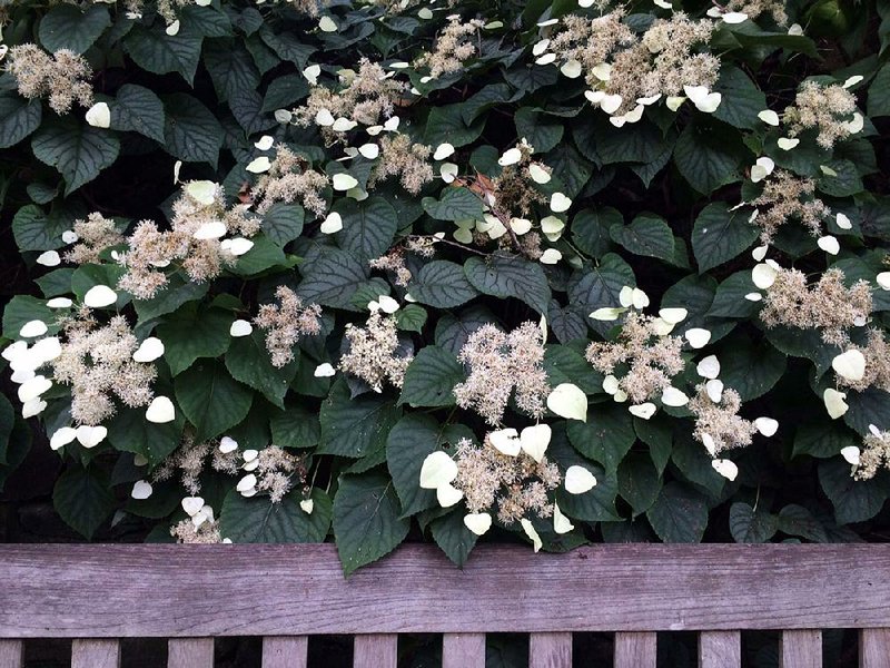 The Japanese hydrangea vine is one of the 19th-century introductions from Japan that has remained a valued garden plant. It blooms in May. 