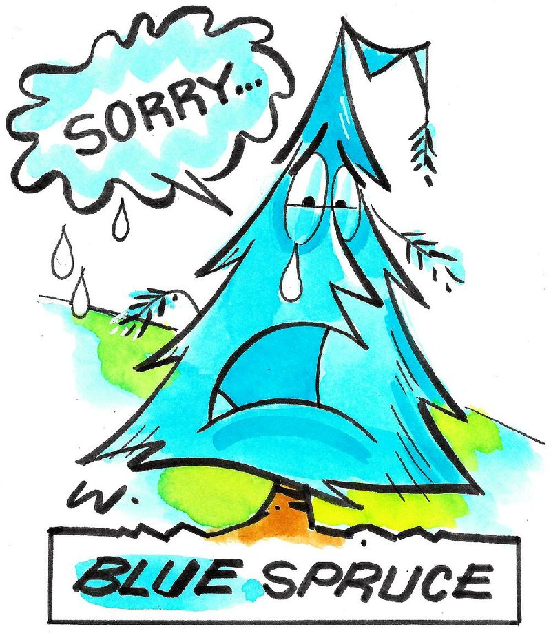 Arkansas Democrat-Gazette blue spruce illustration. 