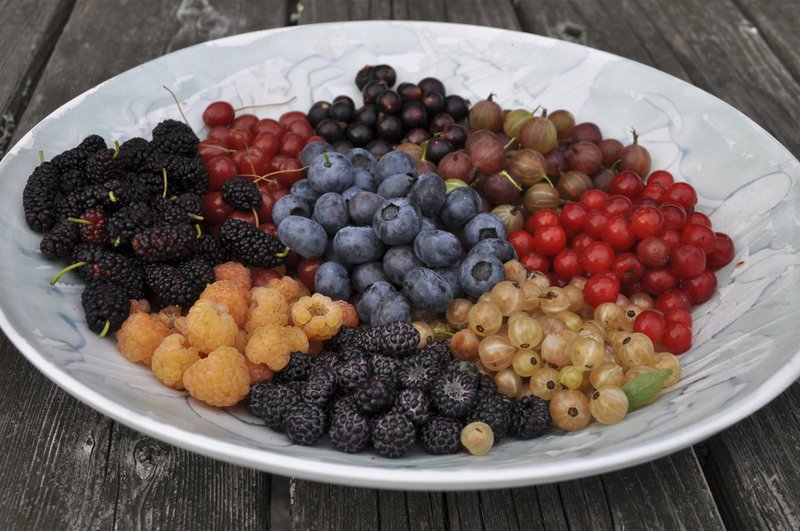 AP/LEE REICH Berries are the quintessential summer fruit but, with a choice of appropriate varieties, raspberries, blackberries and blueberries can go on to yield their delectable bounty into fall.