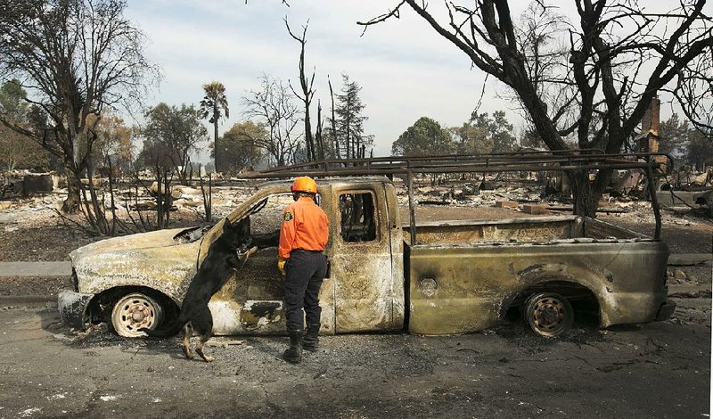 Shay Cook of the Alameda County sheriff’s search and rescue team and her search dog Zinka inspect a burned-out pickup while searching the Coffey Park area Tuesday in Santa Rosa, Calif.