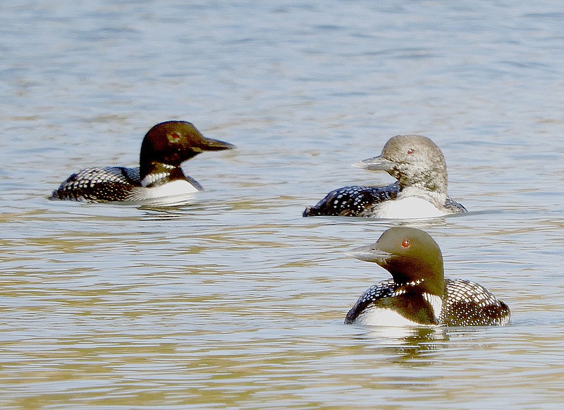 Photo submitted Common loons seen at the Prairie Creek launch ramp March 2017.