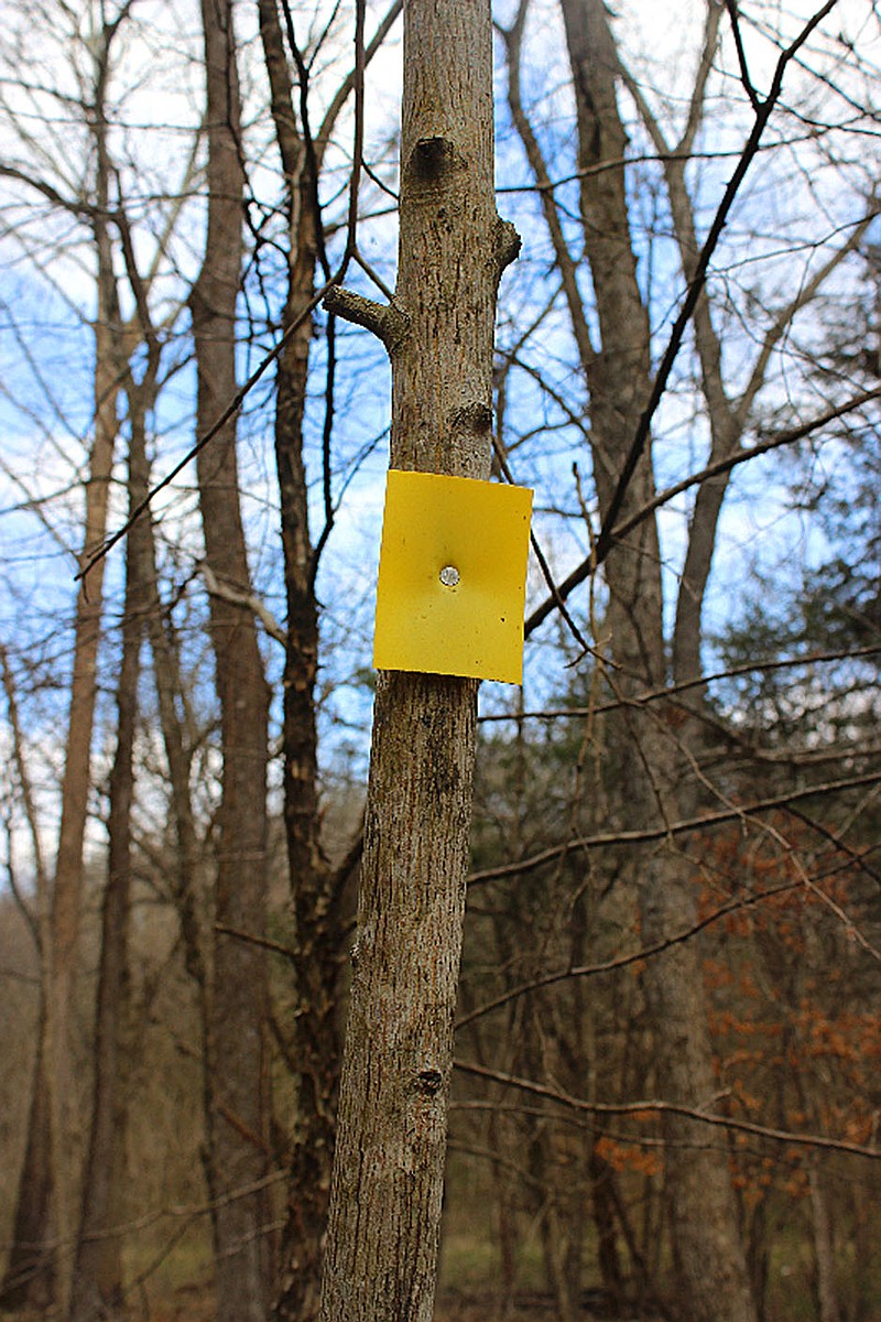 MEGAN DAVIS MCDONALD COUNTY PRESS The trail is marked by bright yellow blazes which are placed near eye-level on trees along the path.
