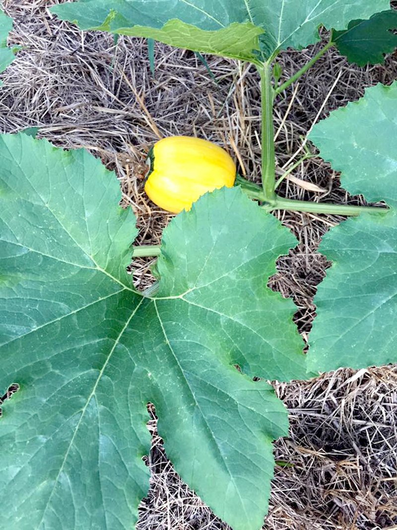 Photo submitted The pumpkin's started out started out tiny, and yellow or green.