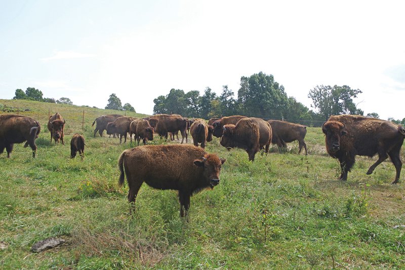 This herd of bison on an Arkansas ranch appears docile and nonthreatening, but even when dealing with seemingly tame buffaloes, it’s wise to keep one’s distance.