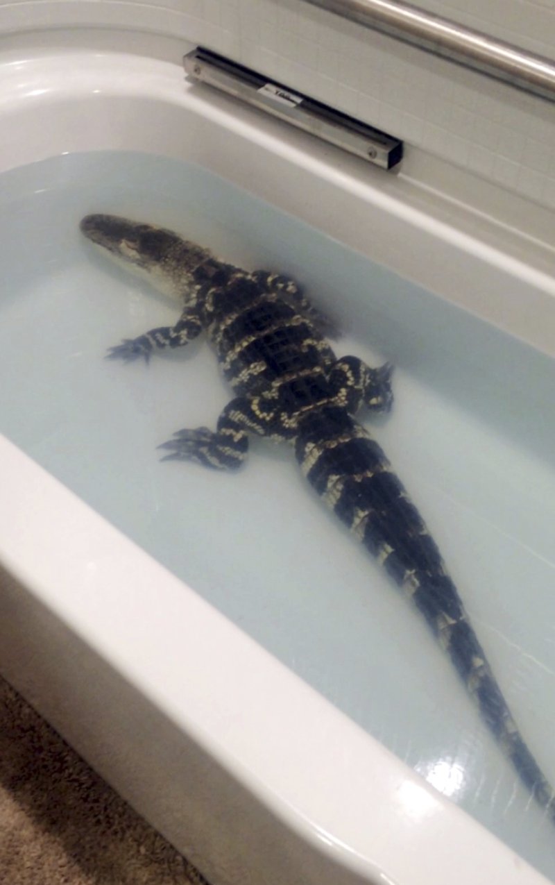 This undated photo provided by the Wasilla, Alaska, Police Department shows a more than 4-foot-long alligator named Allie that couldn't live in a tub in a Wasilla home anymore. Rescue group Valley Aquatics took Allie in. Valley Aquatics owner Sheridan Perkins says Allie is a 3-year-old American alligator, and has thought about re-homing Allie in Florida. (Wasilla Police Department via AP)

