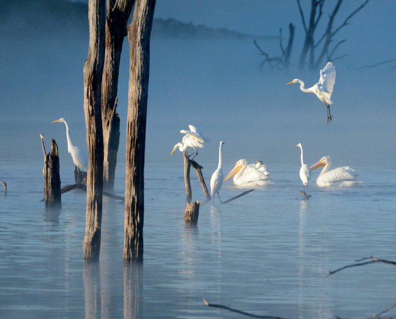 Water-oriented birds, such as these egrets, are easily snagged and killed by abandoned limb lines and trotlines. Two pelicans (at right) swim with egrets at Swepco Lake west of Gentry.