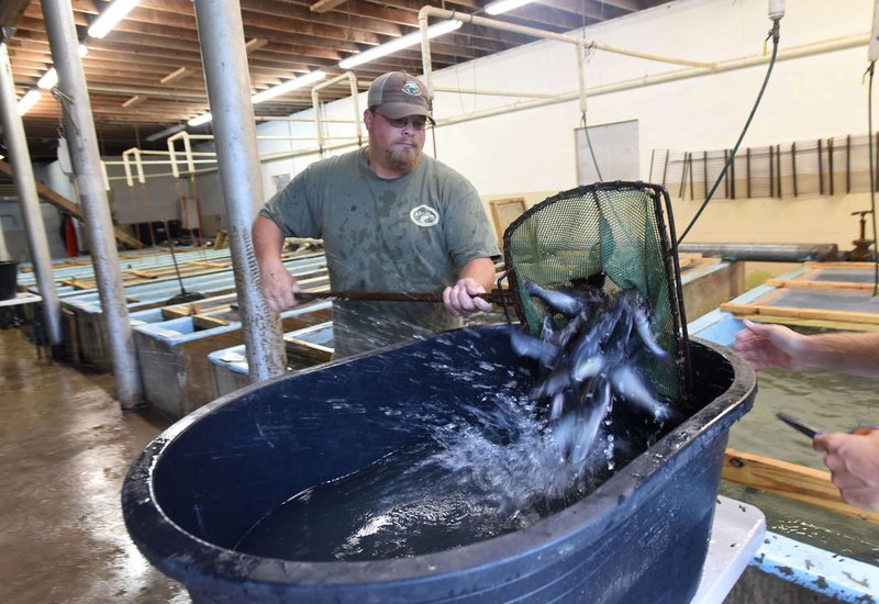 Harold Clark moves catfish from a holding tank into a tub for fin clipping. A spine from the adipose fin is clipped so Arkansas Game and Fish biologists can tell stocked channel catfish from ones that were spawned naturally.