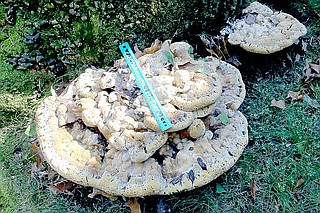 A fungus among us? | The Weekly Vista