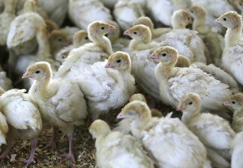 Turkey poults are shown last week at Smotherman Farms near Waco, Texas. The farm is involved in a pilot project by Cargill’s Honeysuckle White brand that allows consumers to find out where the turkeys they buy were raised. 