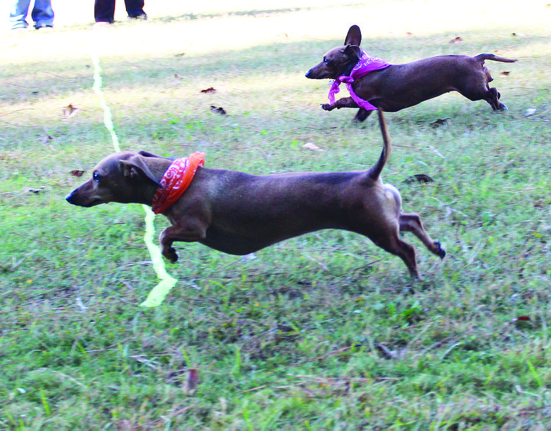 Wiener race: Roxie (left) crosses the finish line, followed by Sadie in the first heat of the Eighth Annual Dachshund Dash on Saturday. The event took place at the Hallo-WienerPawLooza, which was held at the Boys & Girls Club. Right, Trina is a rescue dog that was hit by a car and only has three legs. She was dressed as a ’50s girl, wearing a pink poodle skirt. Her owner, Adrienne Noyes, describes Trina as the most friendly, patient and kindest dog. 