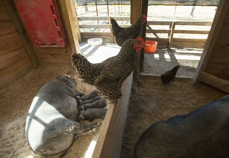 Chickens perch in a barn at the Hanna Family Ranch in Bentonville on Thursday.