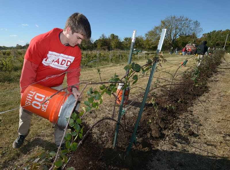 NWA Democrat-Gazette/ANDY SHUPE Will Zondlak, a freshman at the University of Arkansas from Rogers, uses a bucket Saturday to spread mulch around hybrid blackberry plants while taking part in the University of Arkansas' Make a Difference Day at Cobblestone Project Farm in Fayetteville. Members of the university's community perform volunteer hours for area agencies through the Volunteer Action Center.