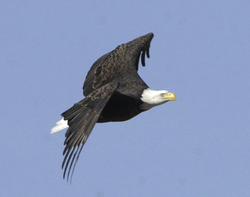 Eagle cruises held by Hobbs State Park-Conservation Area take passengers on Beaver Lake to see bald eagles during fall and winter.