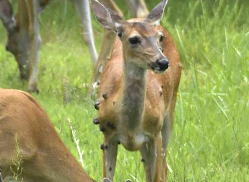 Deer with "warts" should not concern hunters. The growths are tumors caused by a virus