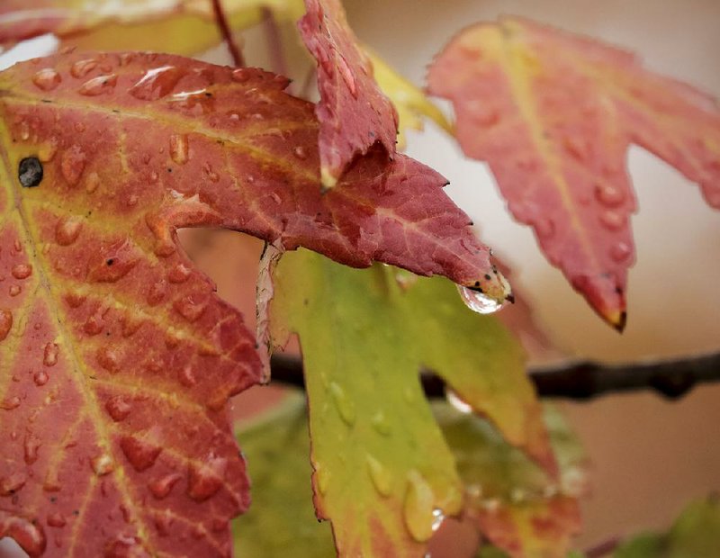 Arkansas Democrat-Gazette/JOHN SYKES JR. - Raindrops hang from colorful leaves in Little Rock Wednesday afternoon as rainy, foggy weather settled over the central Arkansas area.