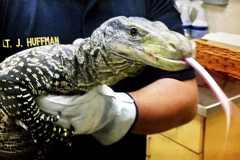 In this still frame taken from video provided by the Riverside County Department of Animal Services, an employee holds a crocodile monitor, a lizard that can grow to 8 feet long, in Riverside, Calif., on Thursday, Nov. 2, 2017. 