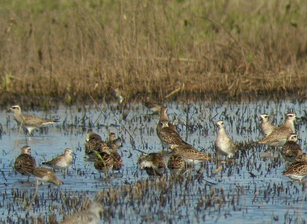 Frog Bayou WMA The Arkansas DemocratGazette Arkansas' Best News Source