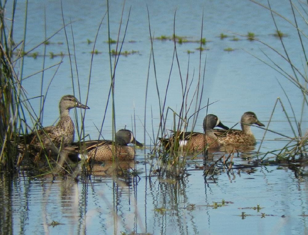 Frog Bayou WMA The Arkansas DemocratGazette Arkansas' Best News Source