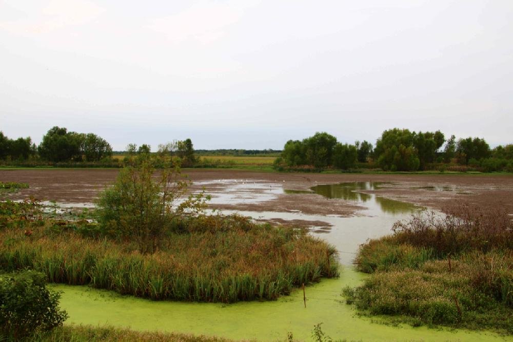 Frog Bayou WMA