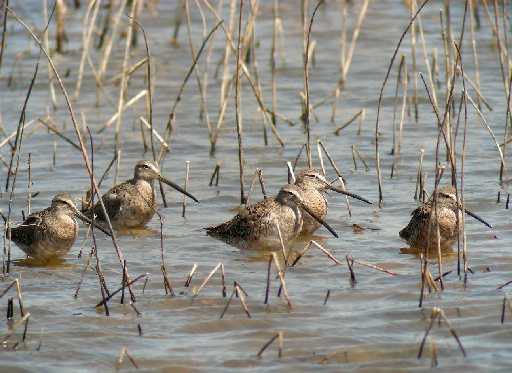 Frog Bayou WMA The Arkansas DemocratGazette Arkansas' Best News Source