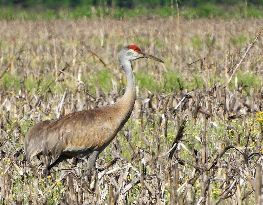 Frog Bayou WMA The Arkansas DemocratGazette Arkansas' Best News Source