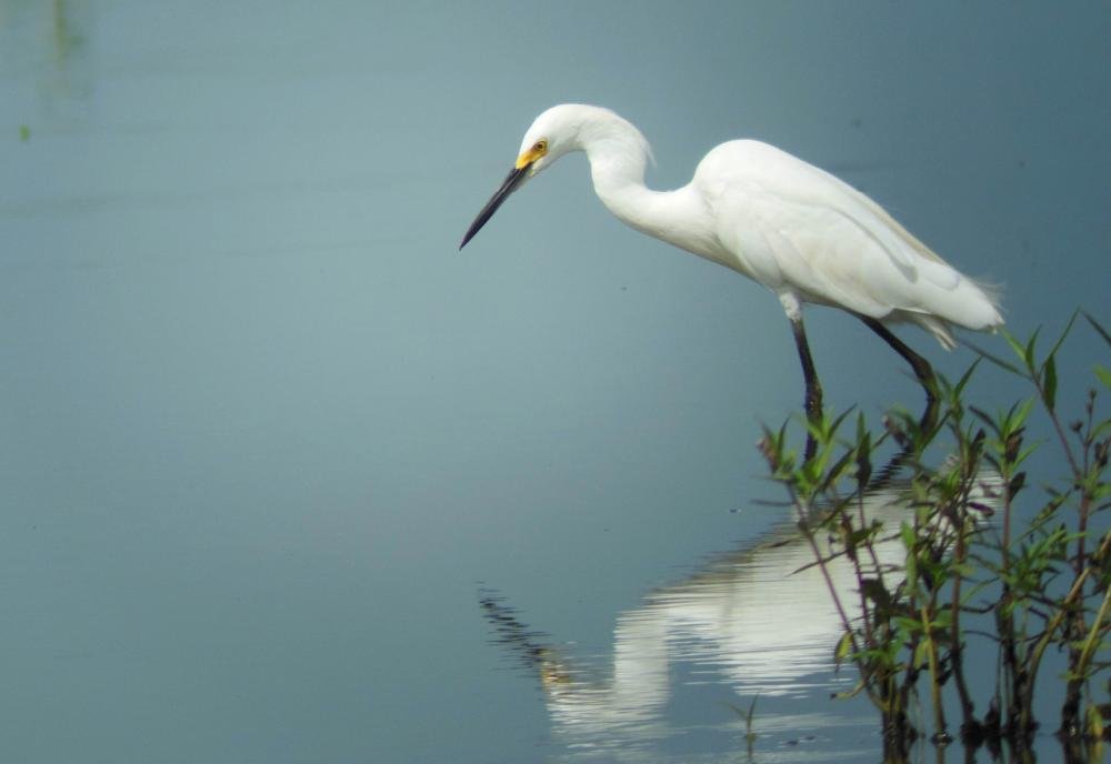 Frog Bayou WMA The Arkansas DemocratGazette Arkansas' Best News Source