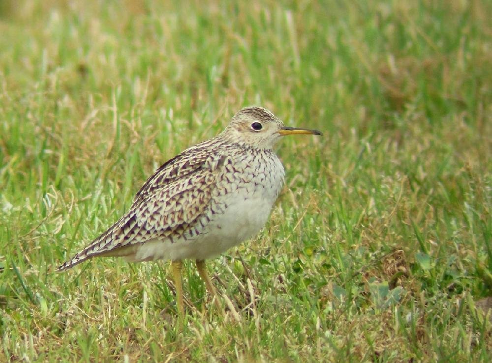 Frog Bayou WMA The Arkansas DemocratGazette Arkansas' Best News Source