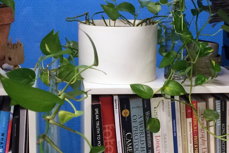 With its forgiving nature, the pothos vine is among a handful of ironclad houseplants that put up with the abuse of the dry and gloomy environment of the office cubicle. Even the toughest plants, however, benefit from attention to soil moisture and a periodic repotting. 