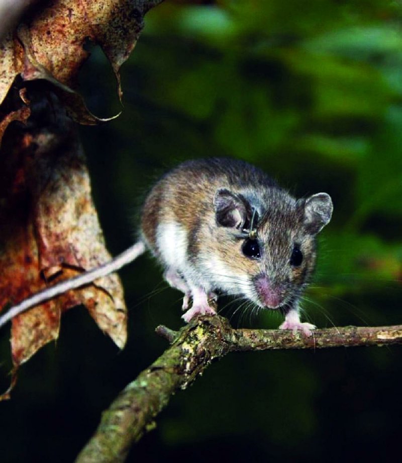 The white-footed mouse is common in woodlands in Arkansas.