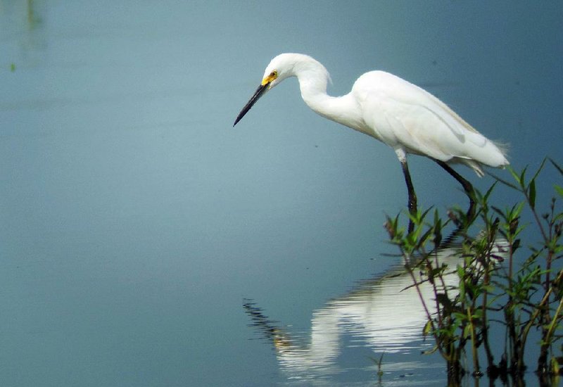 A snowy egret stalks the shallows of the Frog Bayou Wildlife Management Area’s new acres. See more photos at arkansasonline.com/galleries.
