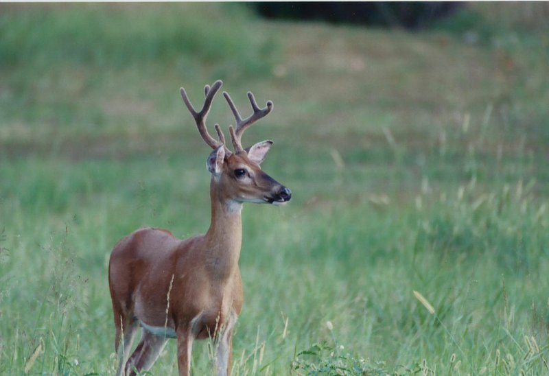 The antlers of a buck are covered in velvet during early fall. The velvet carries nutrition to antlers as they develop. Deer rub the velvet off by mid-autumn.