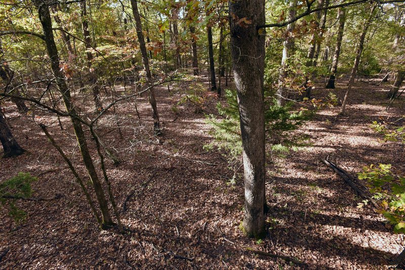 A tree stand offers a bird’s-eye view of the forest and gets a hunter above a deer’s line of sight.
