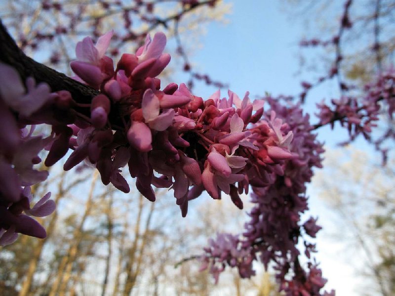 Redbuds bloom near New Market, Va., about the time bees are beginning to emerge to forage for a new season of honey production. Winter and early spring are the lean months for honeybees as they emerge from their dwindling food supplies to forage. People often overlook trees when planting for pollinators.
