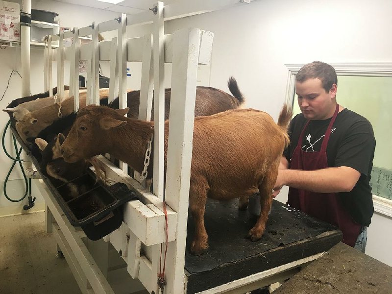 Farmhand Dylan Wilson, 21, milks a Nigerian Dwarf goat at White River Creamery in Elkins on Thursday.