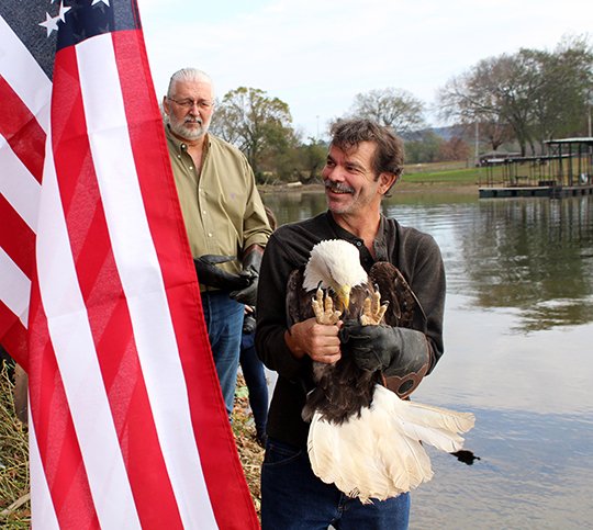 The Sentinel-Record/Max Bryan READY TO RELEASE: Thomas Young, president of Arkansas Native Plant &amp; Wildlife Rescue Center, prepares to release a rescued bald eagle over Lake Hamilton in honor of the late Caton Jones Sunday afternoon.