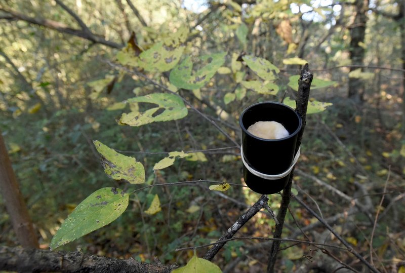 Scent canisters are easy to make and may lure a buck right to your stand or blind.