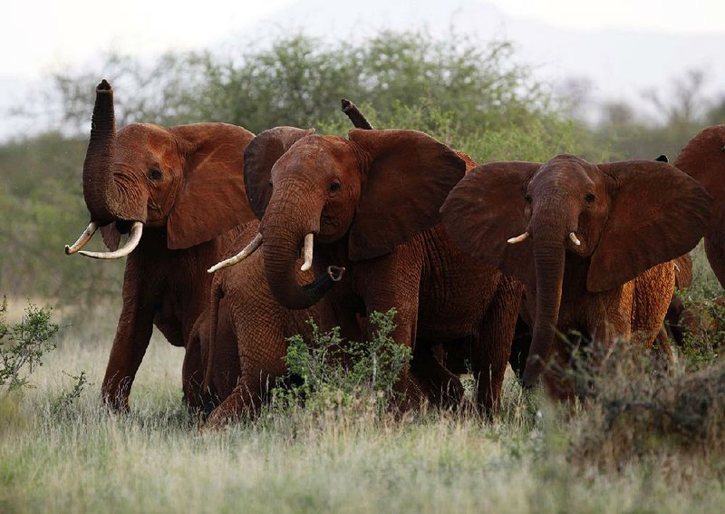 The U.S. Fish and Wildlife Service announced Thursday that it is lifting a federal ban on the importation of body parts from African elephants shot for sport.