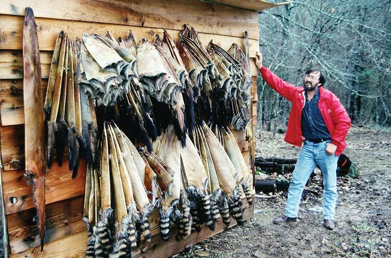 Jim Spencer of Calico Rock shows a season’s haul of raccoon, mink and otter furs. He realized a profit of hundreds of dollars from the sale of his pelts but spent hundreds of hours and incurred many expenses while trapping all these animals.