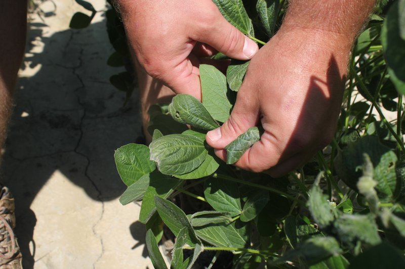 FILE - East Arkansas farmer Reed Storey shows the damage from dicamba to one of his soybean plants in Marvell, Ark., in July 2017. (AP Photo/Andrew DeMillo File)