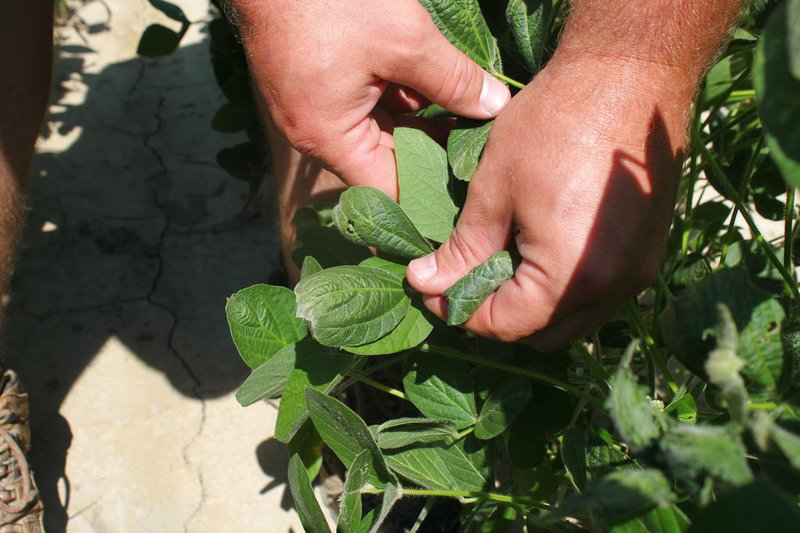 In this Tuesday, July 11, 2017, file photo, East Arkansas farmer Reed Storey shows the damage to one of his soybean plants in Marvell.