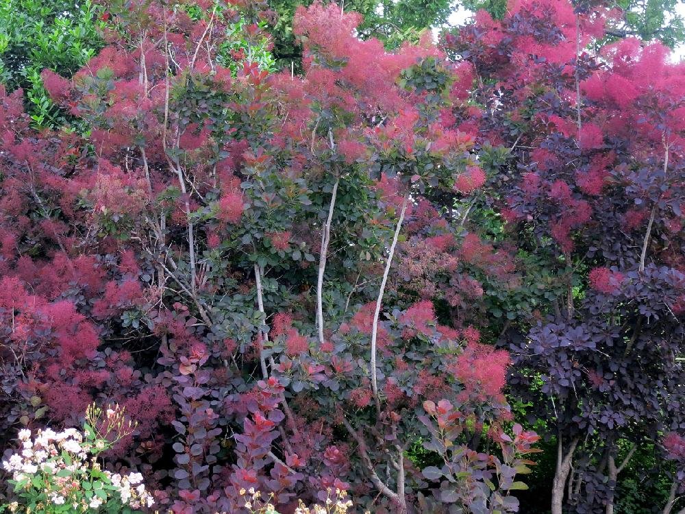 The other fall foliage