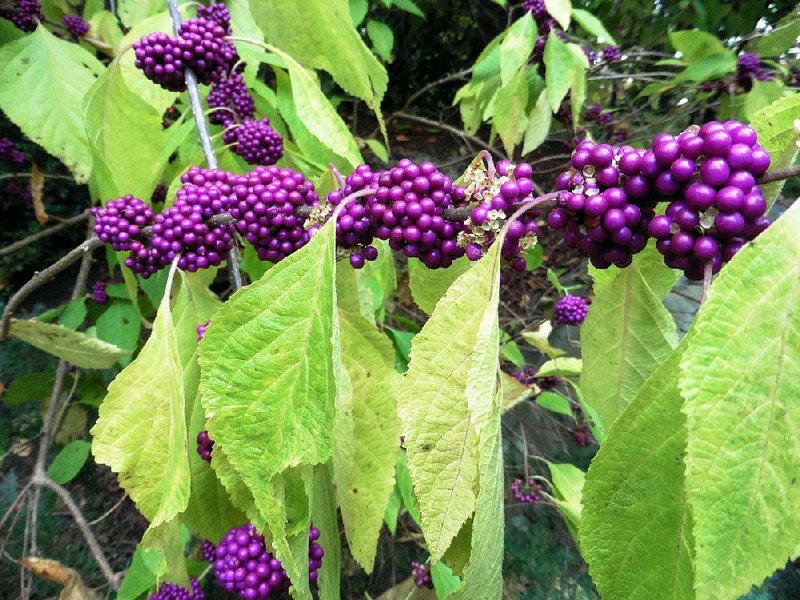 Beautyberry (Callicarpa americana) is a native shrub with vivid purple berries in the fall. 